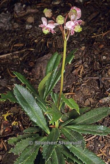 chimaphila umbellata 1 graphic